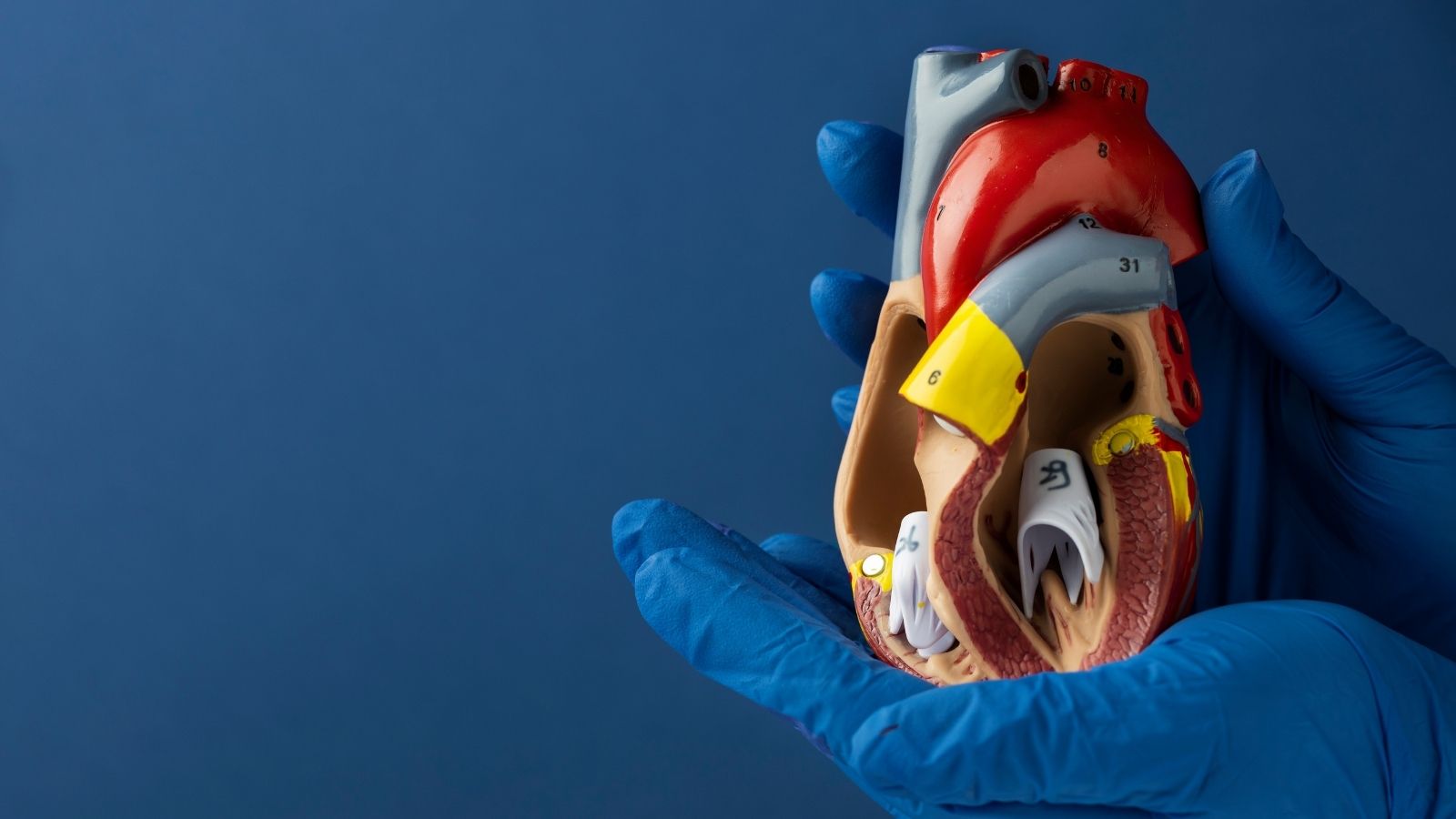 Mitral Kapak Hastaligi Turleri Belirtileri ve Tedavisi