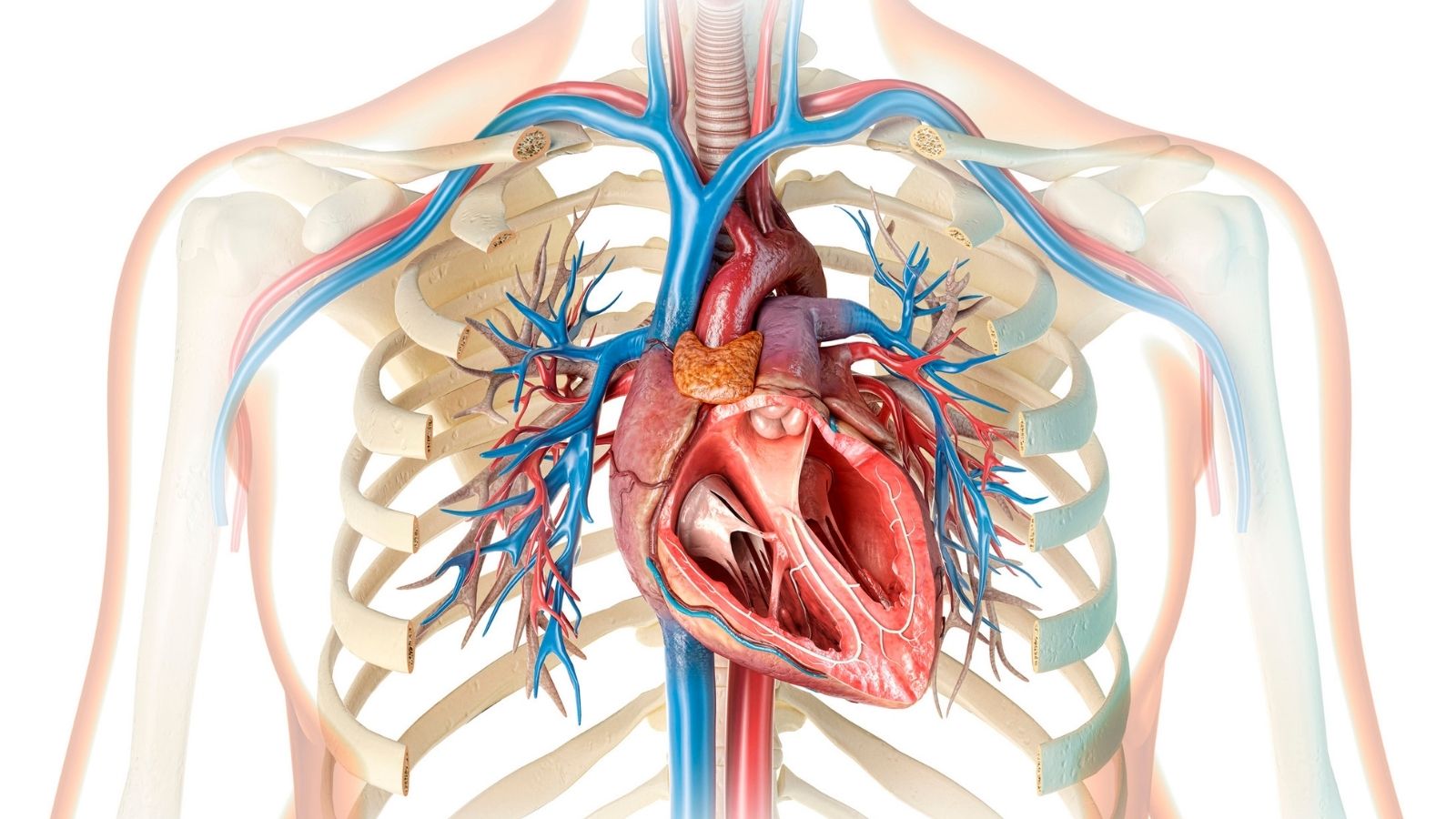 Mitral Kapak Yetmezligi Dereceleri 1 2 3 ve 4. Derece
